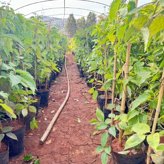 宜良县大袋炮仗花，1.5米炮仗花云南昆明种植园基地批发