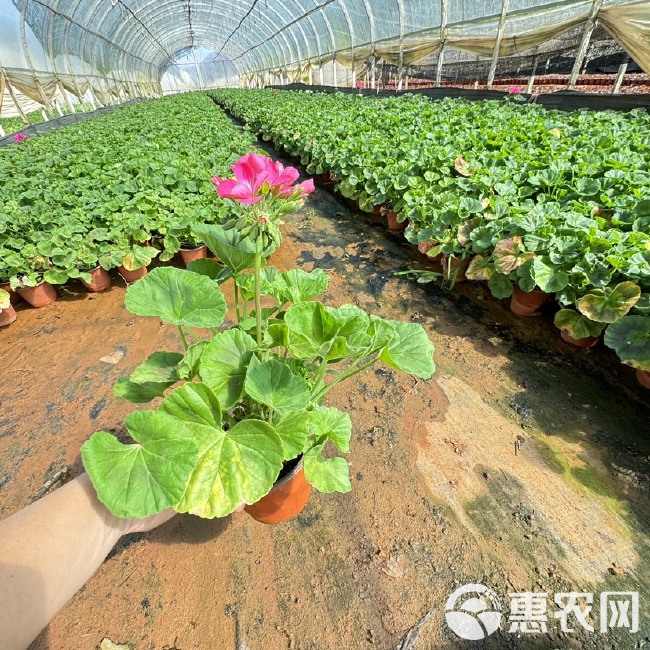 天竺葵，粉色，红色天竺葵云南天竺葵杯苗种植基地