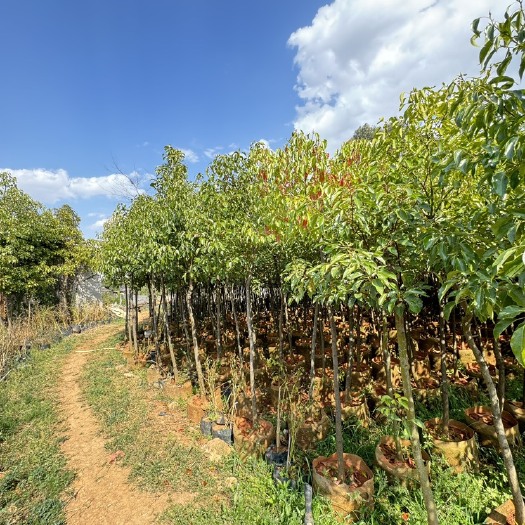 宜良县2到4香樟，云南昆明香樟种植园基地批发