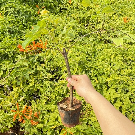 炮仗花，小杯炮仗花种植基地，云南昆明炮仗花种植园一手货源
