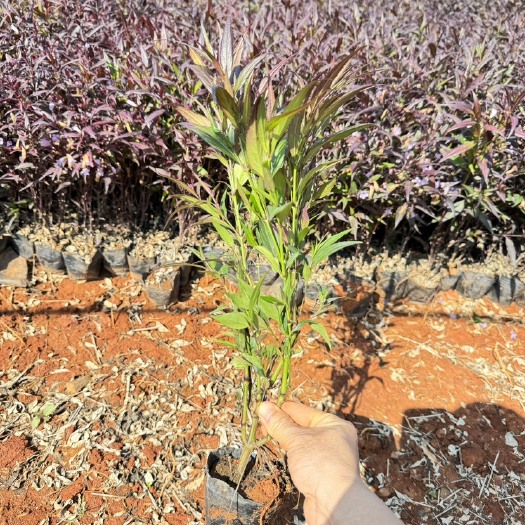 宜良县马兰花杯苗，云南昆明马兰花种植园基地批发