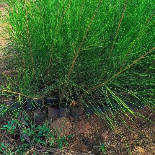 木麻黄 福建漳州木麻黄