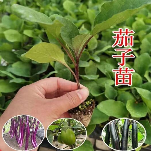 圆茄种子茄子种苗高产黑紫特大圆茄春四季种植季