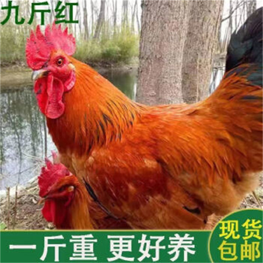 红玉380鸡苗脱温鸡苗红玉公鸡苗价格