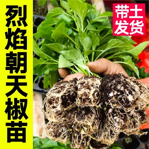 寿光市小米辣椒秧苗种苗小米辣，朝天椒，牛角椒，绿甜椒，线椒苗辣椒苗