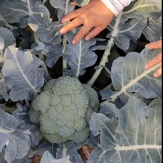 惠水县西兰花