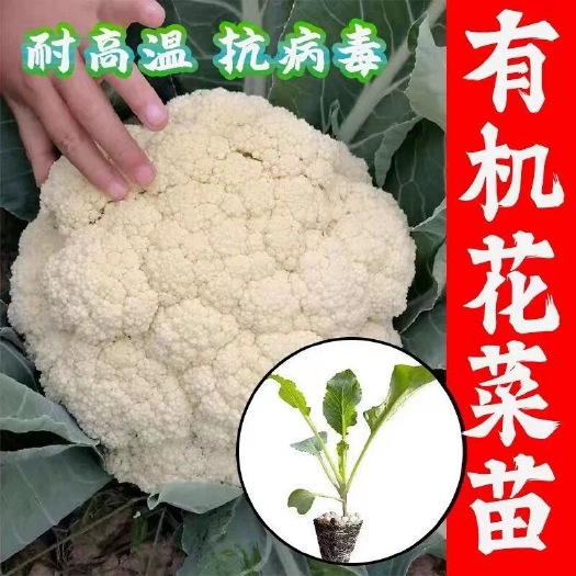 【花菜苗大全】西兰花苗有机花菜种苗花椰菜苗蔬菜四季阳台菜苗易