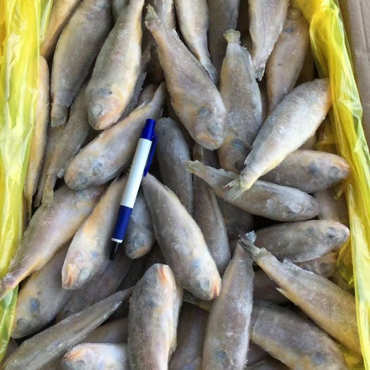 深圳黄花鱼