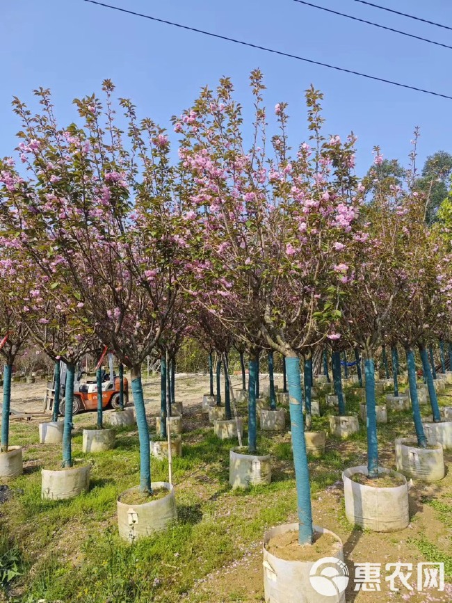 樱花 福建漳州基地直发樱花