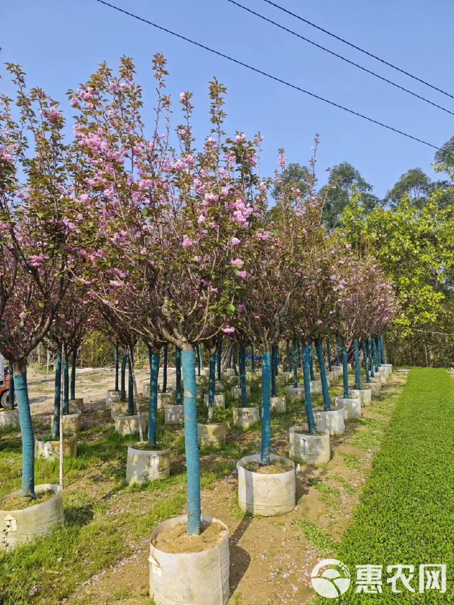 樱花 福建漳州基地直发樱花