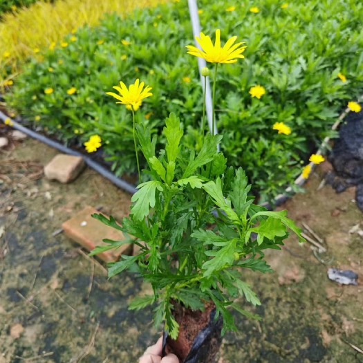 漳浦县木春菊 福建漳州基地直发木春菊
