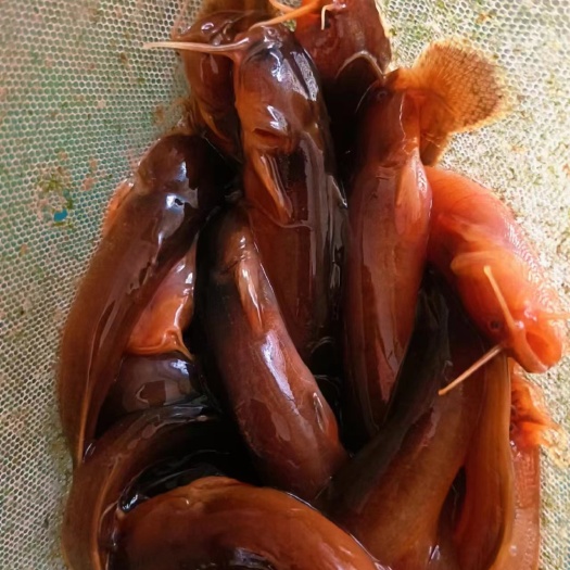 湖南本土好货，肉质细腻好吃不贵！