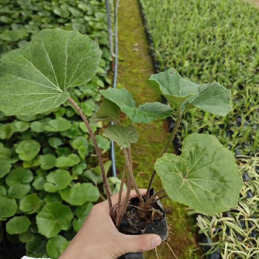 漳浦县大吴风草 福建漳州场地直销大吴风草