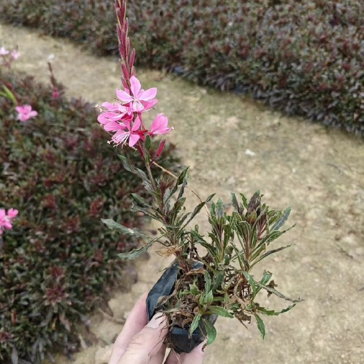 千鸟花 福建漳州基地直销千鸟花
