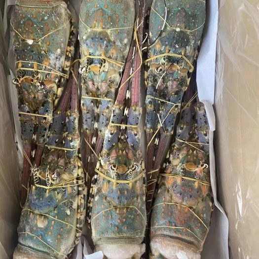 重庆市活冻干冰花龙虾  一手货源