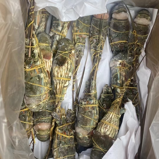 重庆市活冻干冰小青龙虾  一手货源