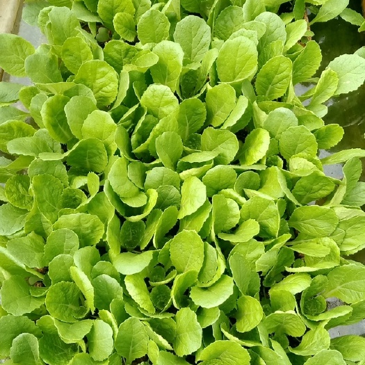 通海县白菜苗