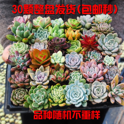 无锡多肉植物多肉组合盆栽30棵不同品种精美多肉带盘发 包邮