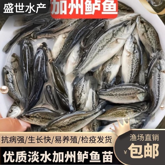 蓝山县加州鲈鱼苗