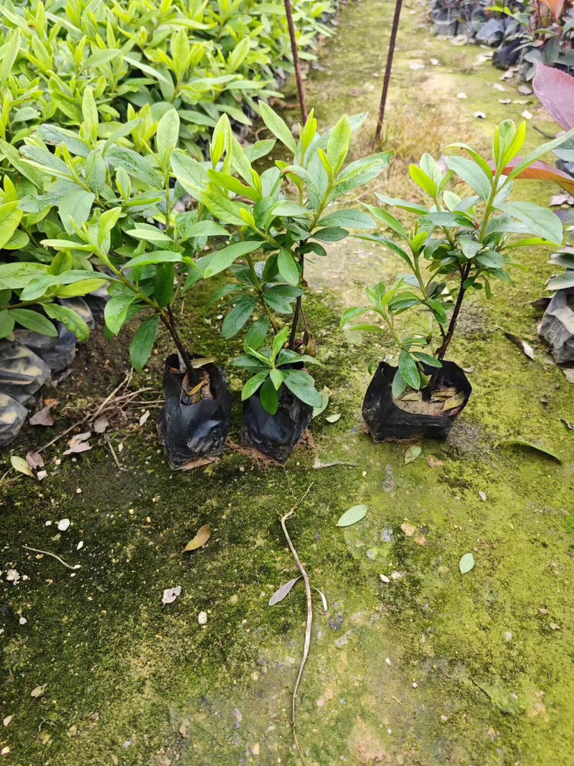 毛杜鹃小杯苗