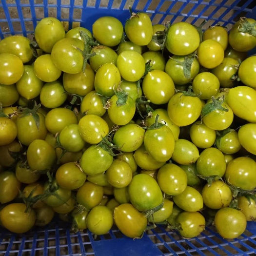 阜南县多彩番茄