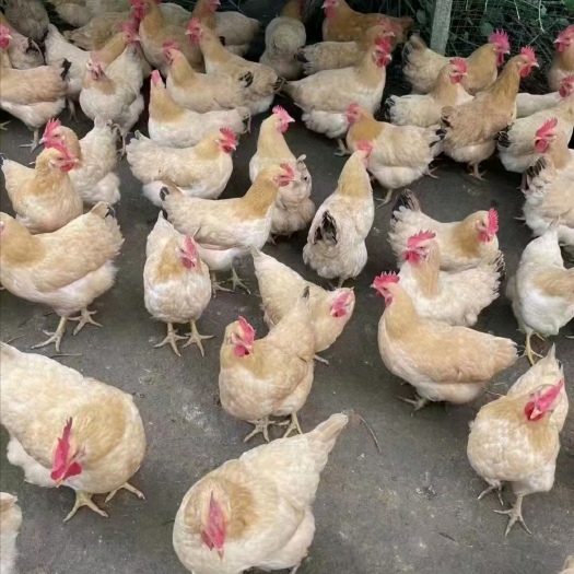 宣城新鲜肥美的淘汰鸡7.5元/斤