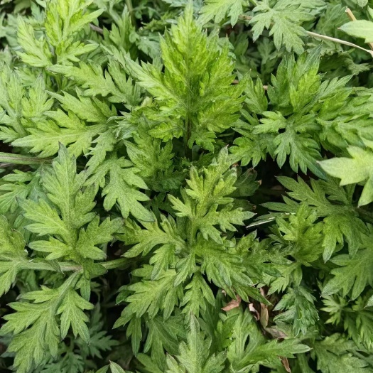 唐河县艾叶苗蕲艾草苗根苗艾叶根苗四季艾草盆栽种植苗可药用可食用