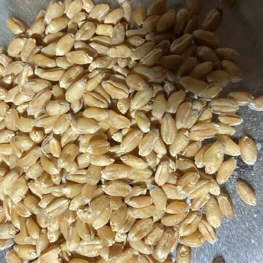 高筋小麦