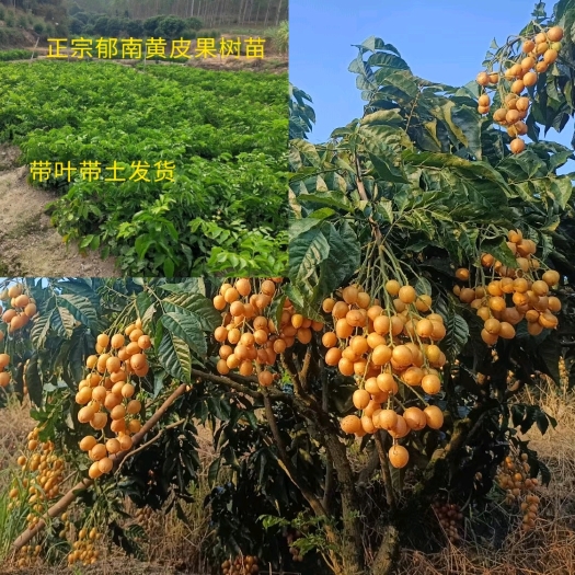 郁南优质无核黄皮果苗  软枝大鸡心黄皮嫁接苗