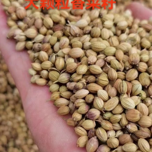 郑州大颗粒香菜籽