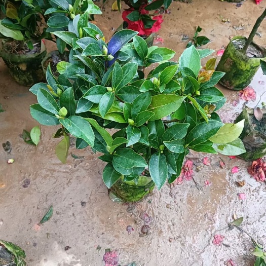 广州18袋七星茶，基地直销，