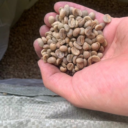 天津生咖啡豆