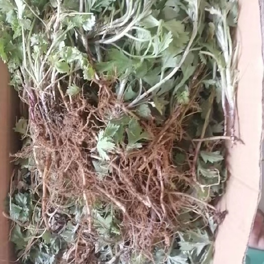 唐河县野生艾草艾蒿苗艾草根苗艾草盆栽种植苗用可食用可驱蚊