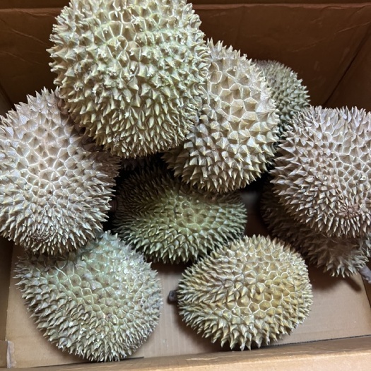 金乡县液氮金枕A果