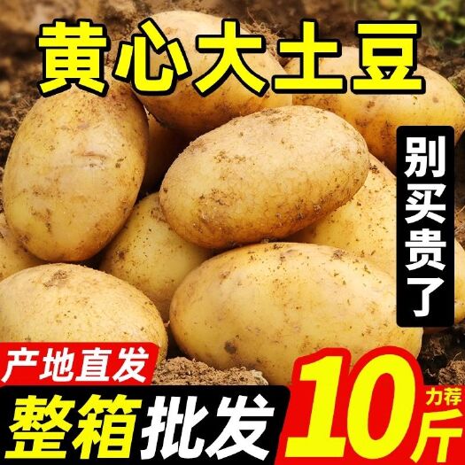 东北农家自种新鲜绿色黄心特软糯土豆洋芋马铃薯9～10斤