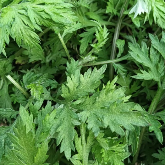 唐河县食用大叶蕲艾草根种植艾草种子苗驱蚊艾蒿新鲜四季带根艾草苗