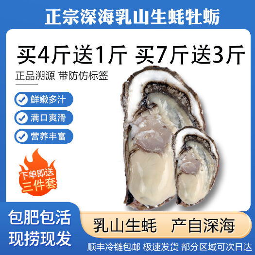 乳山市顺丰包邮乳山生蚝鲜活新鲜海蛎子海鲜牡蛎肉水产5斤批发