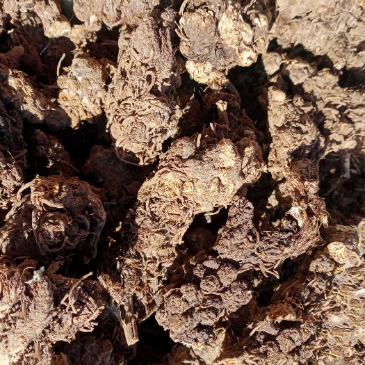 洛南县苍术  南苍术  矛苍术  朱砂点苍术