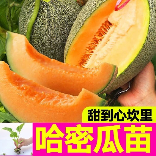 春夏超甜哈密瓜苗苗子南方新疆哈密瓜苗网纹甜瓜苗香瓜苗