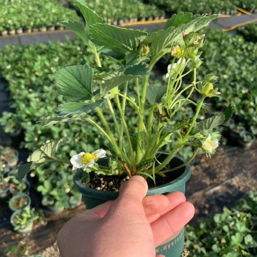 宿迁全部带花带果草莓苗现货100万盆低价出售，杯苗，加仑盆苗