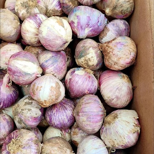 鹤庆县云南新鲜现挖独头蒜