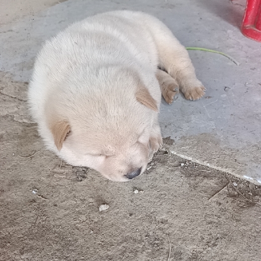 佛山中华田园犬