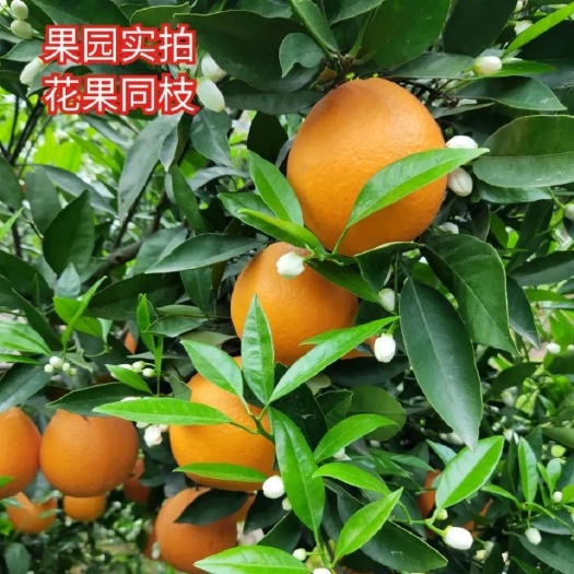 秭归县湖秭归伦晚脐橙大量上市香甜多汁个大果面干净