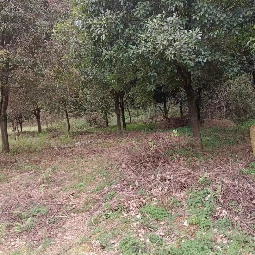 桂林桂花树，樟树，酸枣树