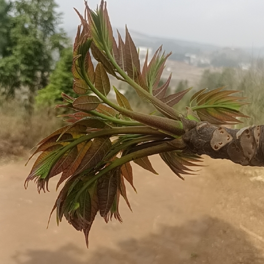 威宁县香椿芽  贵州深山香椿