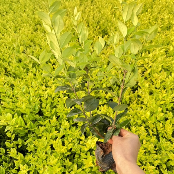 金森女贞，云南昆明金森女贞种植园一手货源