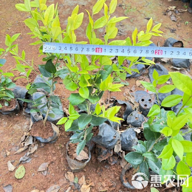 金森女贞，云南昆明金森女贞种植园一手货源