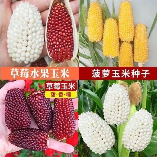 超甜草莓玉米种子阳台庭院菠萝玉米种子水果玉米种子蔬菜种子