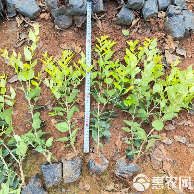 金森女贞，云南昆明金森女贞种植园一手货源