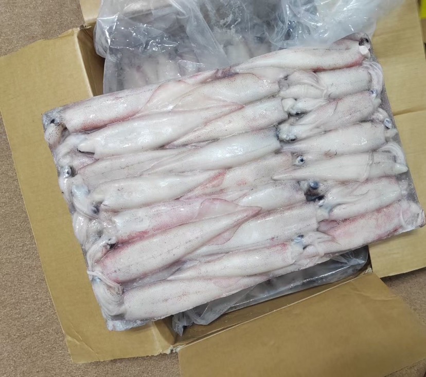 马来笔管鱼又称尖椒鱿全规格A A，质量保证
